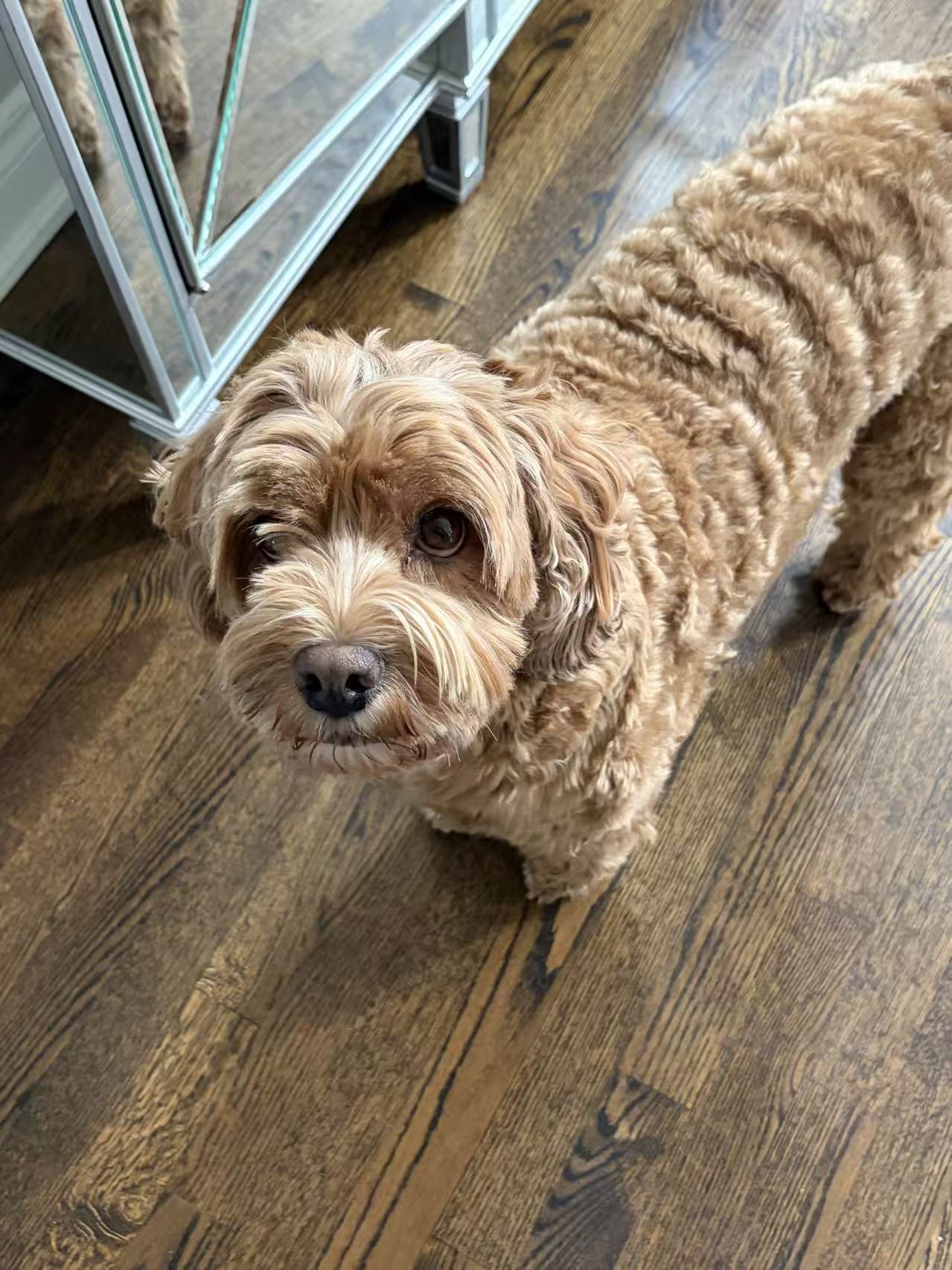 Bobby, my five year old Cockapoo.